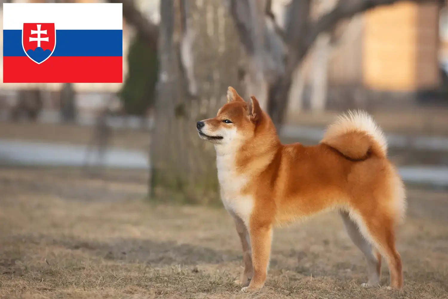 Shiba szczenięta i hodowcy Słowacja Tutaj znajdziesz hodowców rasy Shiba w Słowacja.