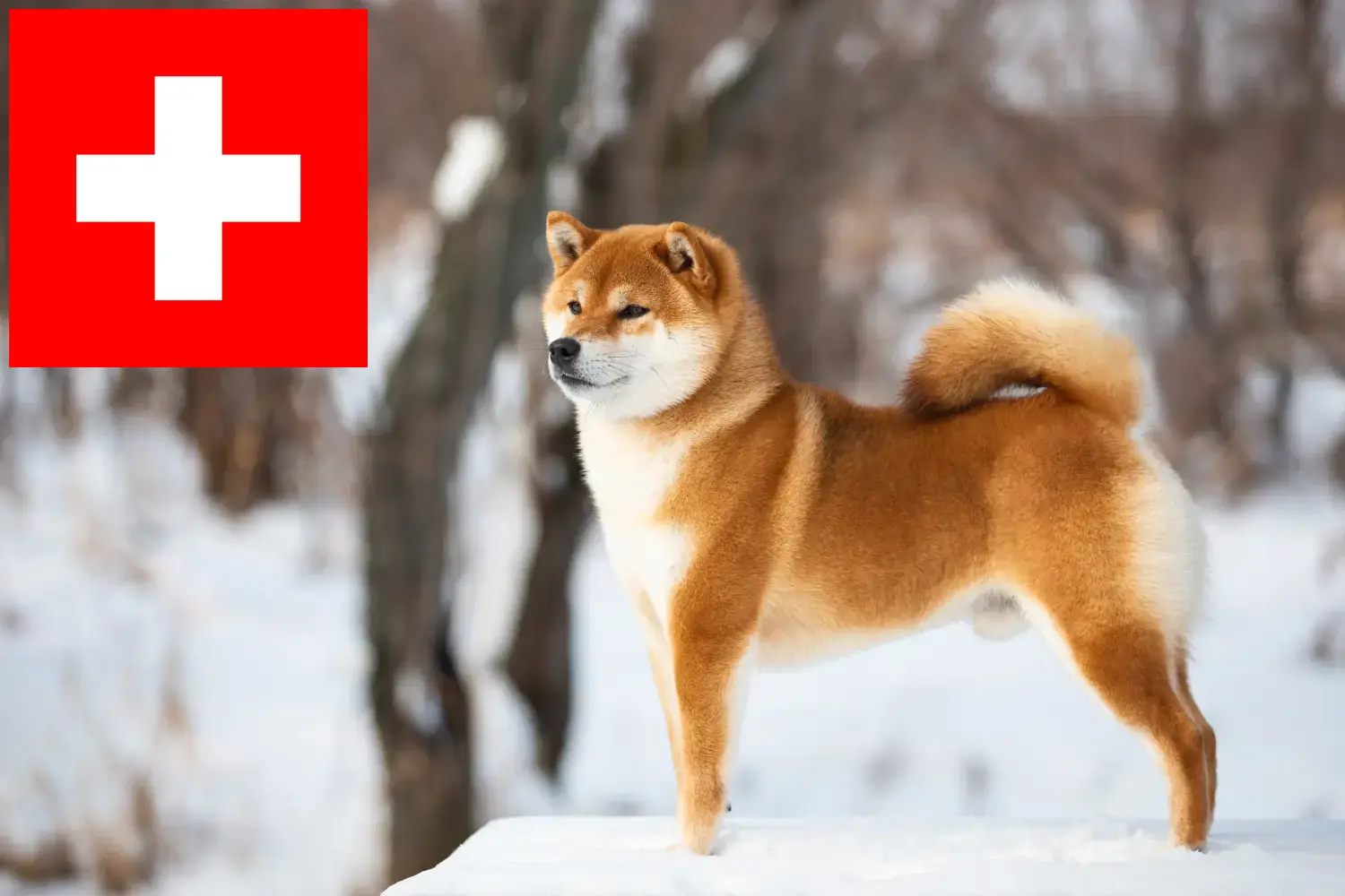 Shiba szczenięta i hodowcy Szwajcaria Tutaj znajdziesz hodowców rasy Shiba w Szwajcaria.