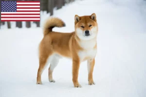 Read more about the article Hodowcy i szczenięta Shiba w USA