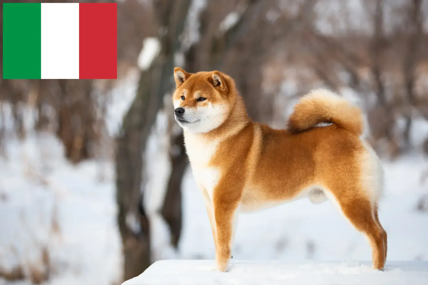 Shiba szczenięta i hodowcy Włochy Tutaj znajdziesz hodowców rasy Shiba w Włochy.