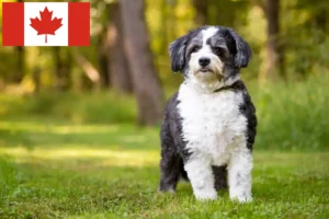 Read more about the article Hodowcy i szczenięta Shih-Poo w Kanada