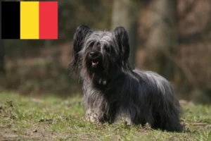 Read more about the article Hodowcy i szczenięta skye terrier w Belgia