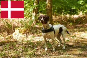 Read more about the article Hodowca i szczenięta rasy wyżeł duński w Danii