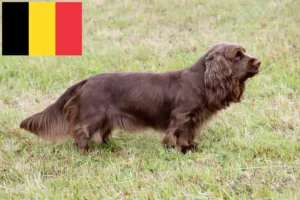 Read more about the article Sussex spaniel – hodowcy i szczenięta w Belgia