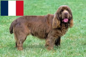 Read more about the article Sussex spaniel – hodowcy i szczenięta w Francja