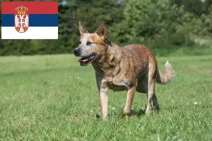 Read more about the article Hodowcy australijskich psów pasterskich i szczenięta w Serbia