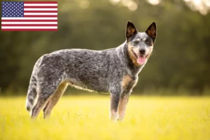 Read more about the article Hodowcy australijskich psów pasterskich i szczenięta w USA