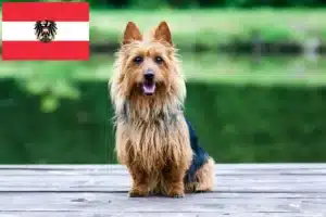 Read more about the article Hodowcy i szczenięta terier australijski w Austria