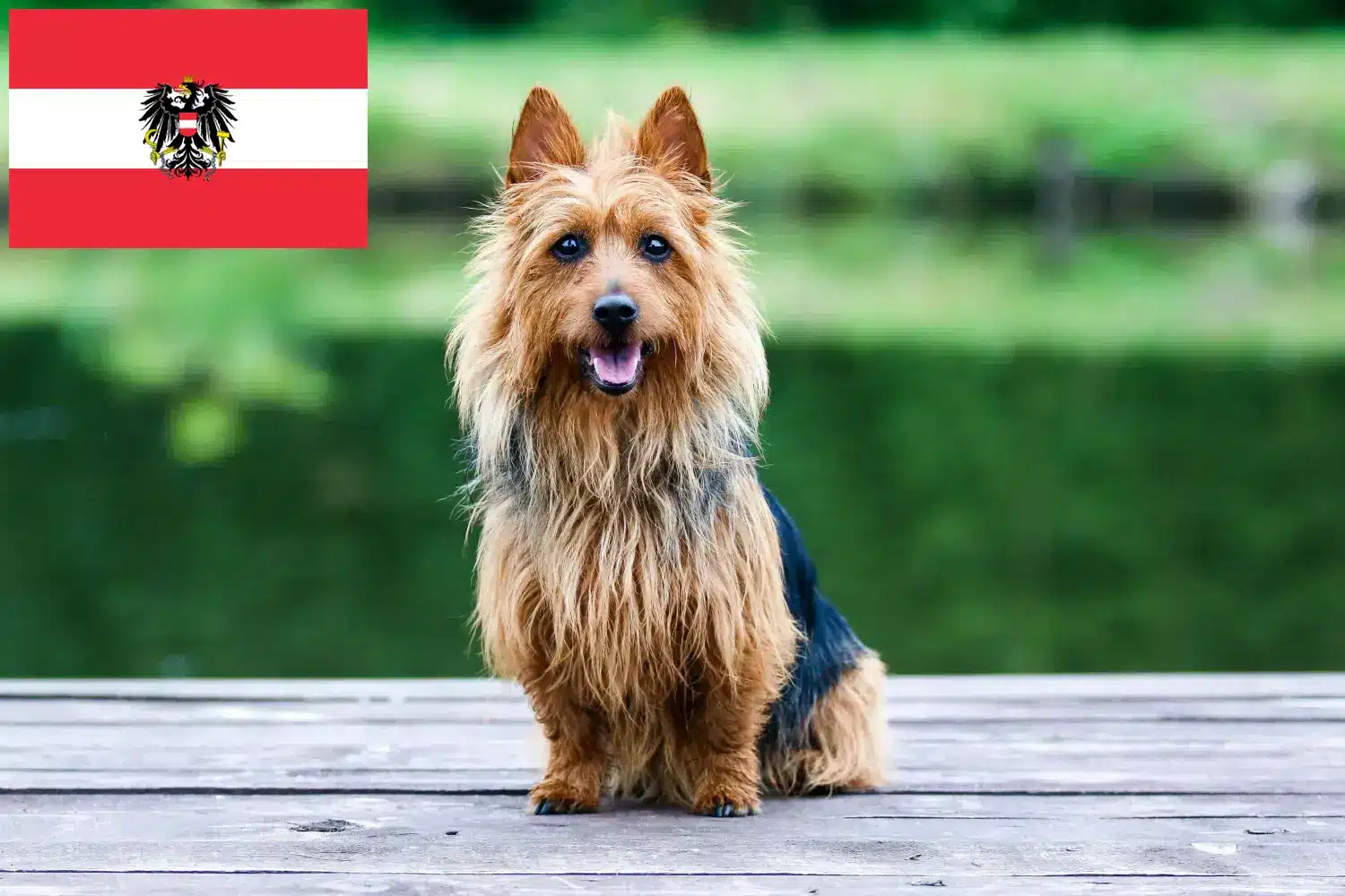 Australijski terier szczenięta i hodowcy Austria Tutaj znajdziesz hodowców rasy Terier australijski w Austria.