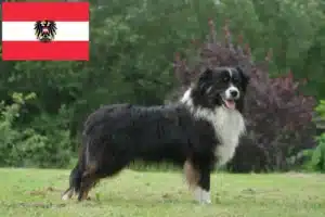 Read more about the article Hodowcy owczarków australijskich i szczenięta w Austria