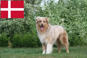 Read more about the article Hodowcy owczarków australijskich i szczenięta w Dania