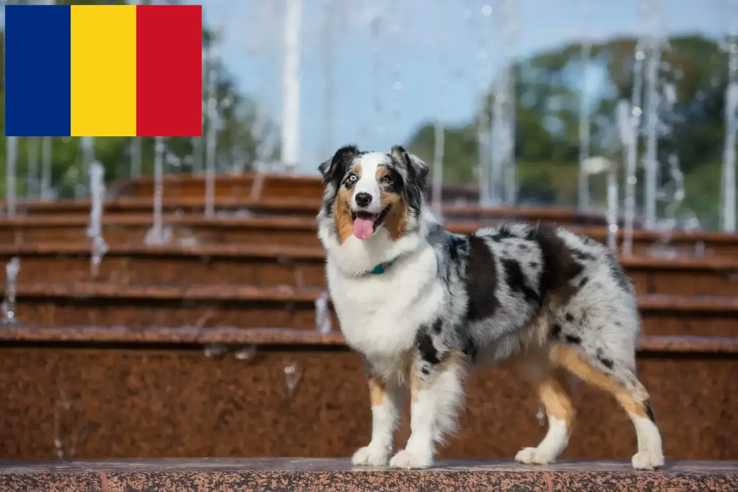 Read more about the article Hodowcy owczarków australijskich i szczenięta w Rumunia