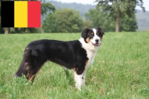 Read more about the article Hodowcy owczarków australijskich i szczenięta w Belgia