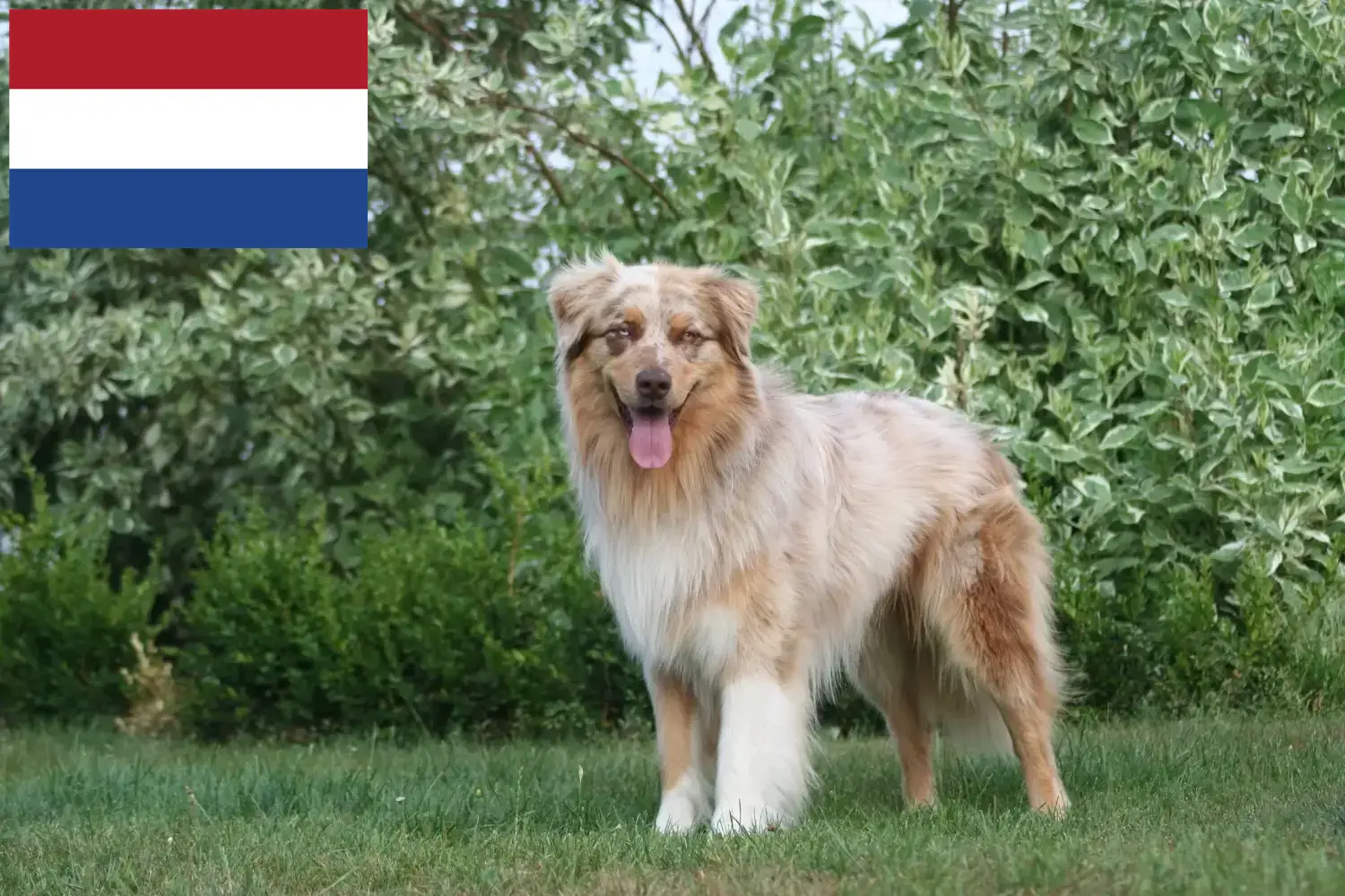 Owczarek australijski szczenięta i hodowcy Holandia Tutaj znajdziesz hodowców rasy Owczarek australijski w Holandia.