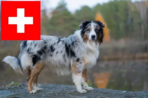 Read more about the article Hodowcy owczarków australijskich i szczenięta w Szwajcaria