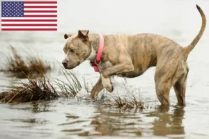 Read more about the article Hodowcy i szczenięta American Pit Bull Terrier w USA