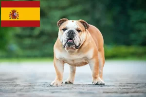 Read more about the article Hodowcy i szczenięta Buldog angielski w Hiszpania