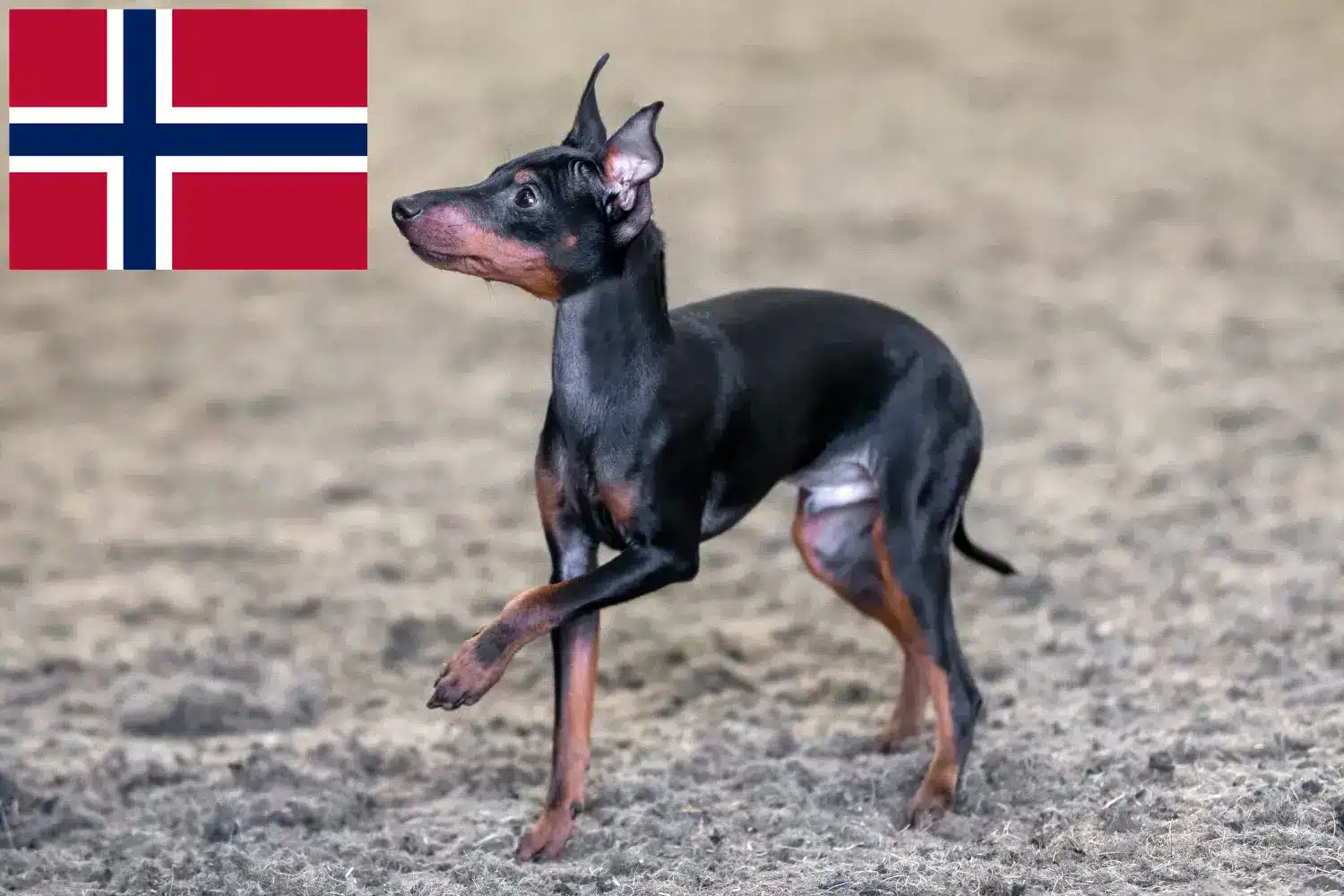 Angielski toy terrier szczenięta i hodowcy Norwegia Tutaj znajdziesz hodowców English Toy Terrier w Norwegia.