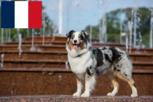 Read more about the article Hodowcy owczarków australijskich i szczenięta w Francja