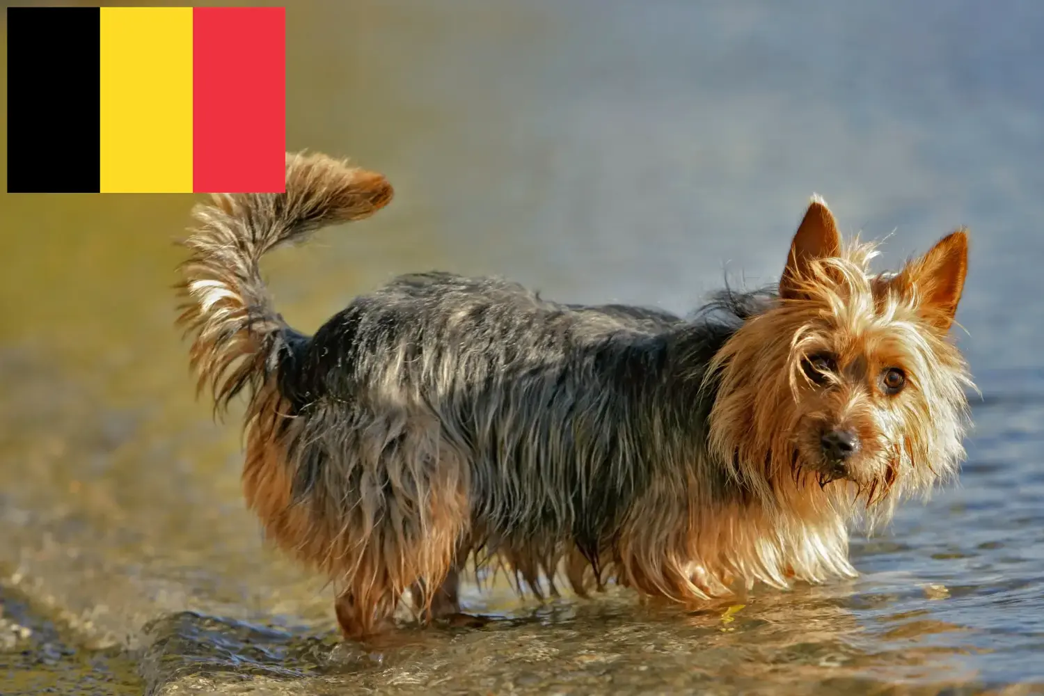 Terier australijski szczenięta i hodowcy Belgia Tutaj znajdziesz hodowców terierów australijskich w Belgia.