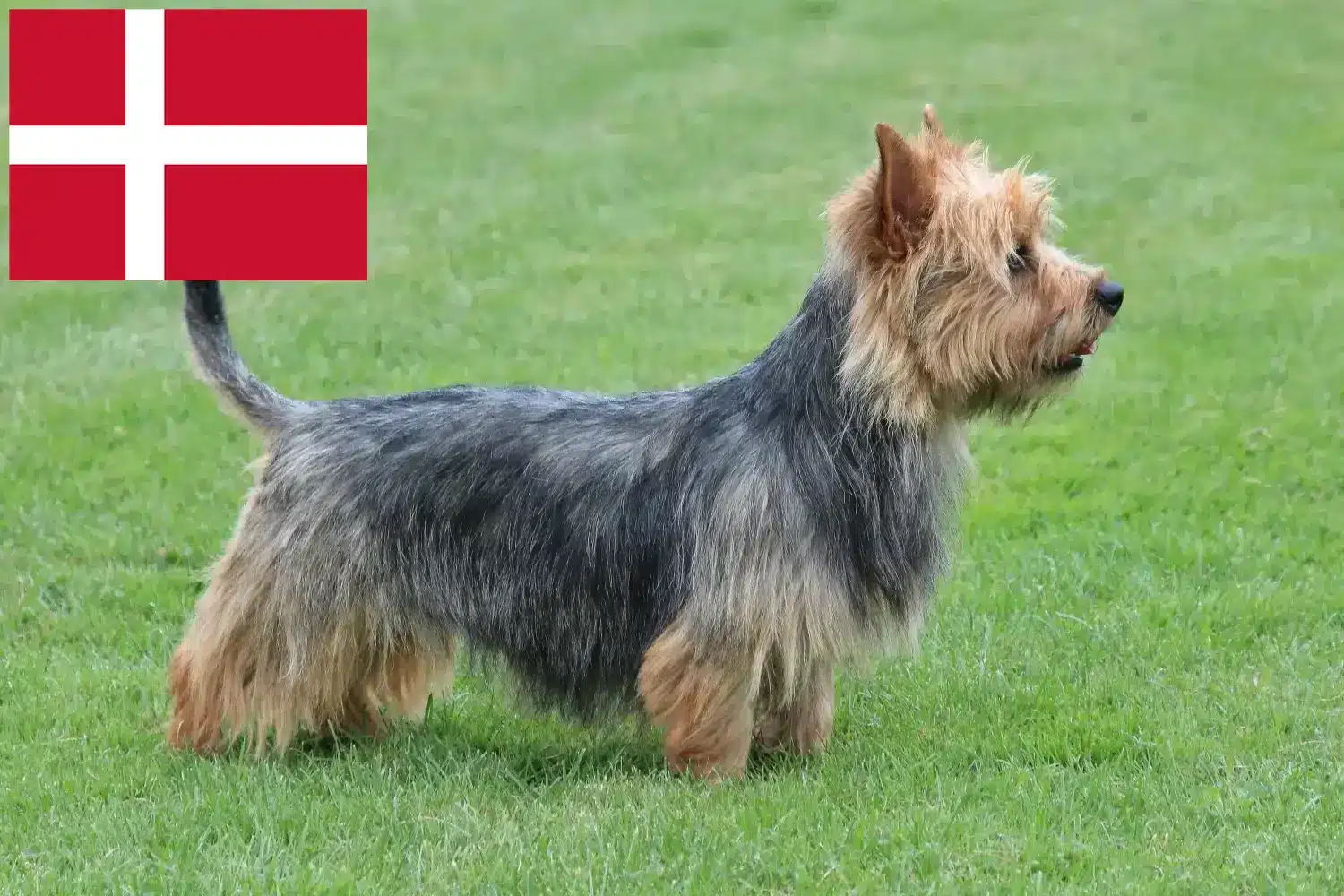 Read more about the article Hodowcy i szczenięta terier australijski w Dania