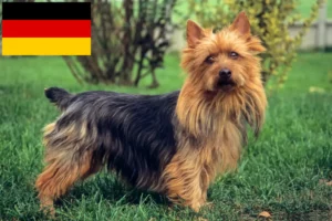 Read more about the article Hodowcy i szczenięta terier australijski w Niemcy