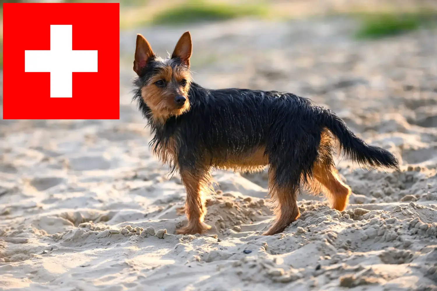 Terier australijski szczenięta i hodowcy Szwajcaria Tutaj znajdziesz hodowców rasy Terier australijski w Szwajcaria.