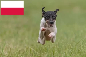 Read more about the article Hodowcy i szczenięta Terier japoński w Polska