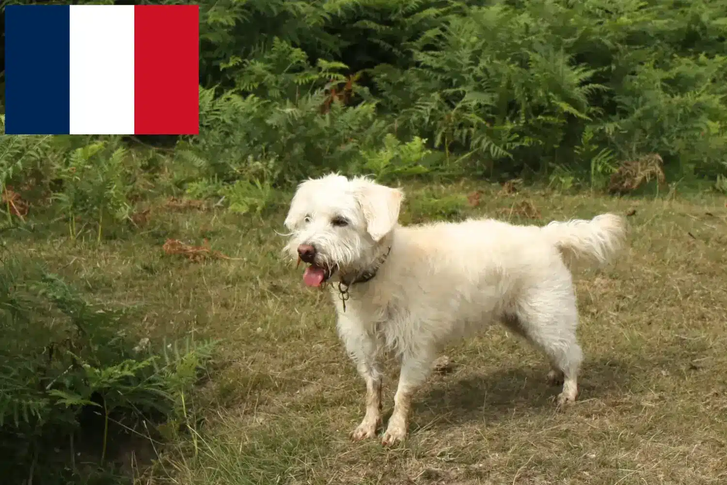 Read more about the article Hodowcy i szczenięta westiepoo w Francja