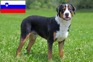 Read more about the article Hodowca dużych szwajcarskich psów górskich i szczeniąt w Słowenii