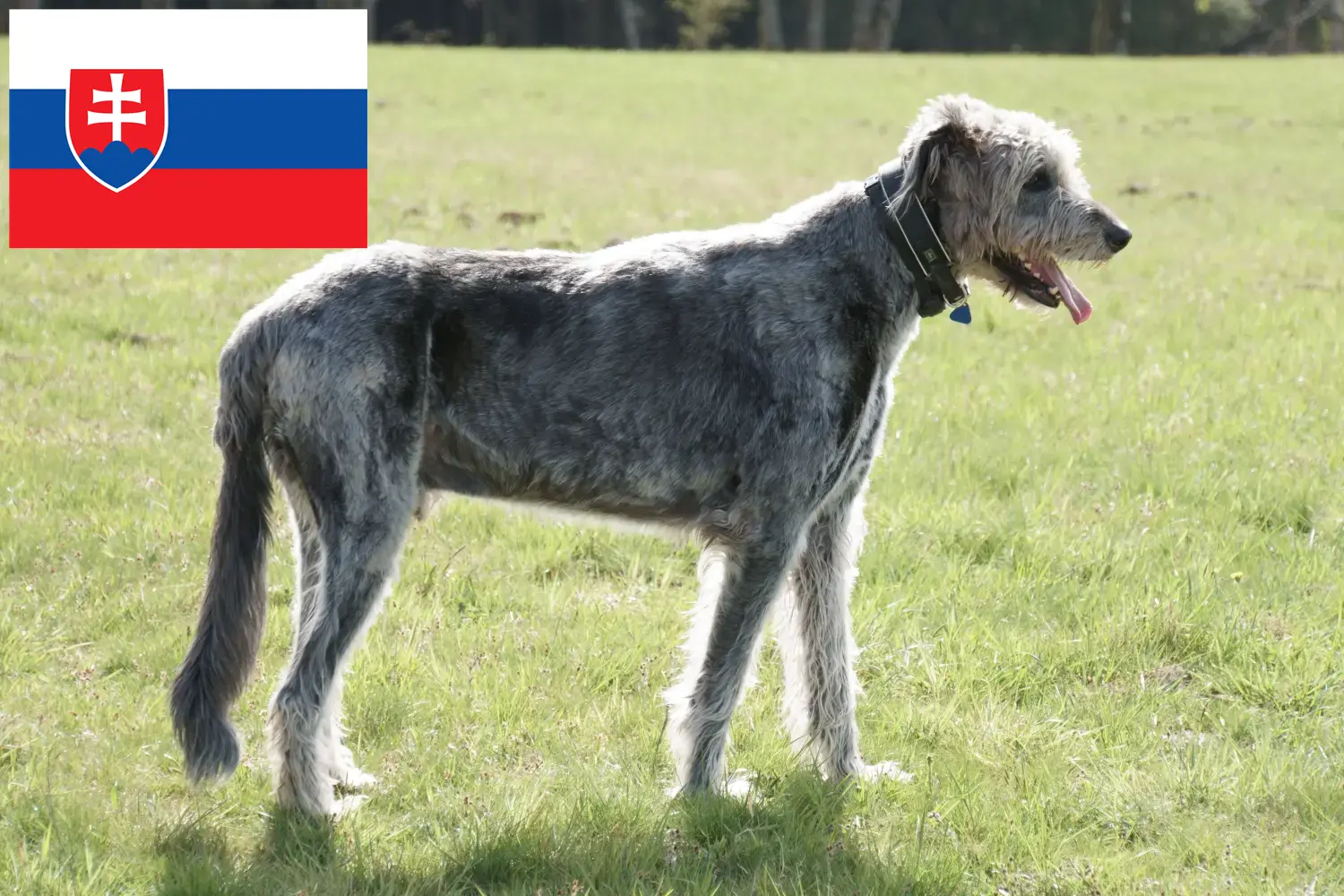 Wilczarz irlandzki szczenięta i hodowcy Słowacja Tutaj znajdziesz hodowców rasy Wilczarz irlandzki w Słowacja.