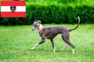 Read more about the article Włoscy hodowcy dzwonków wietrznych i szczenięta w Austria