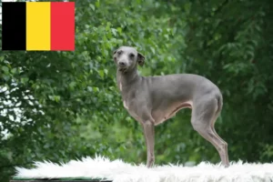 Read more about the article Włoski dzwonek wietrzny hodowcy i szczenięta w Belgia