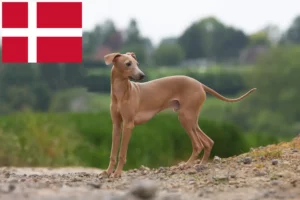 Read more about the article Włoscy hodowcy dzwonków wietrznych i szczenięta w Dania