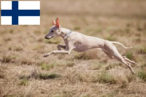Read more about the article Włoscy hodowcy dzwonków wietrznych i szczenięta w Finlandia