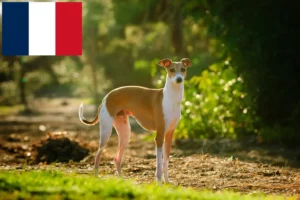 Read more about the article Włoscy hodowcy dzwonków wietrznych i szczenięta w Francja