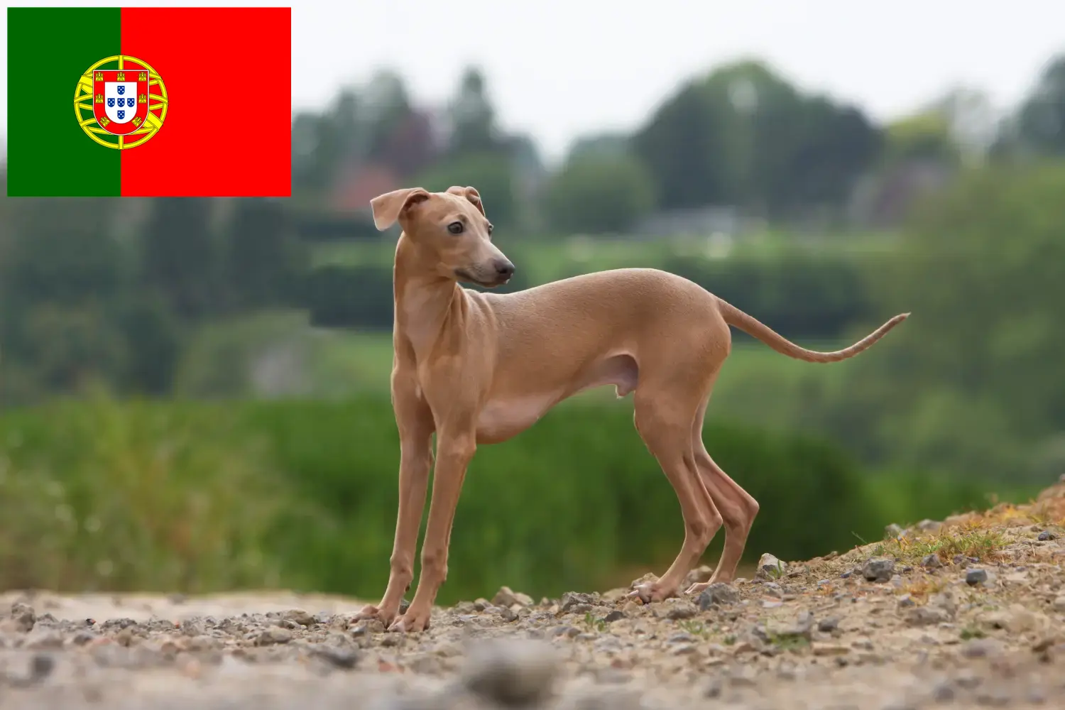 Włoski dzwonek wietrzny szczenięta i hodowca Portugalia Tutaj znajdą Państwo włoskich hodowców dzwonków wietrznych w Portugalia.