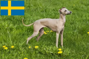 Read more about the article Włoscy hodowcy dzwonków wietrznych i szczenięta w Szwecja