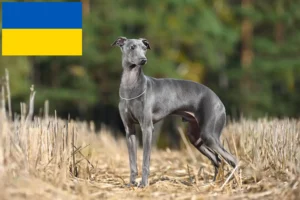 Read more about the article Włoscy hodowcy dzwonków wietrznych i szczenięta w Ukraina