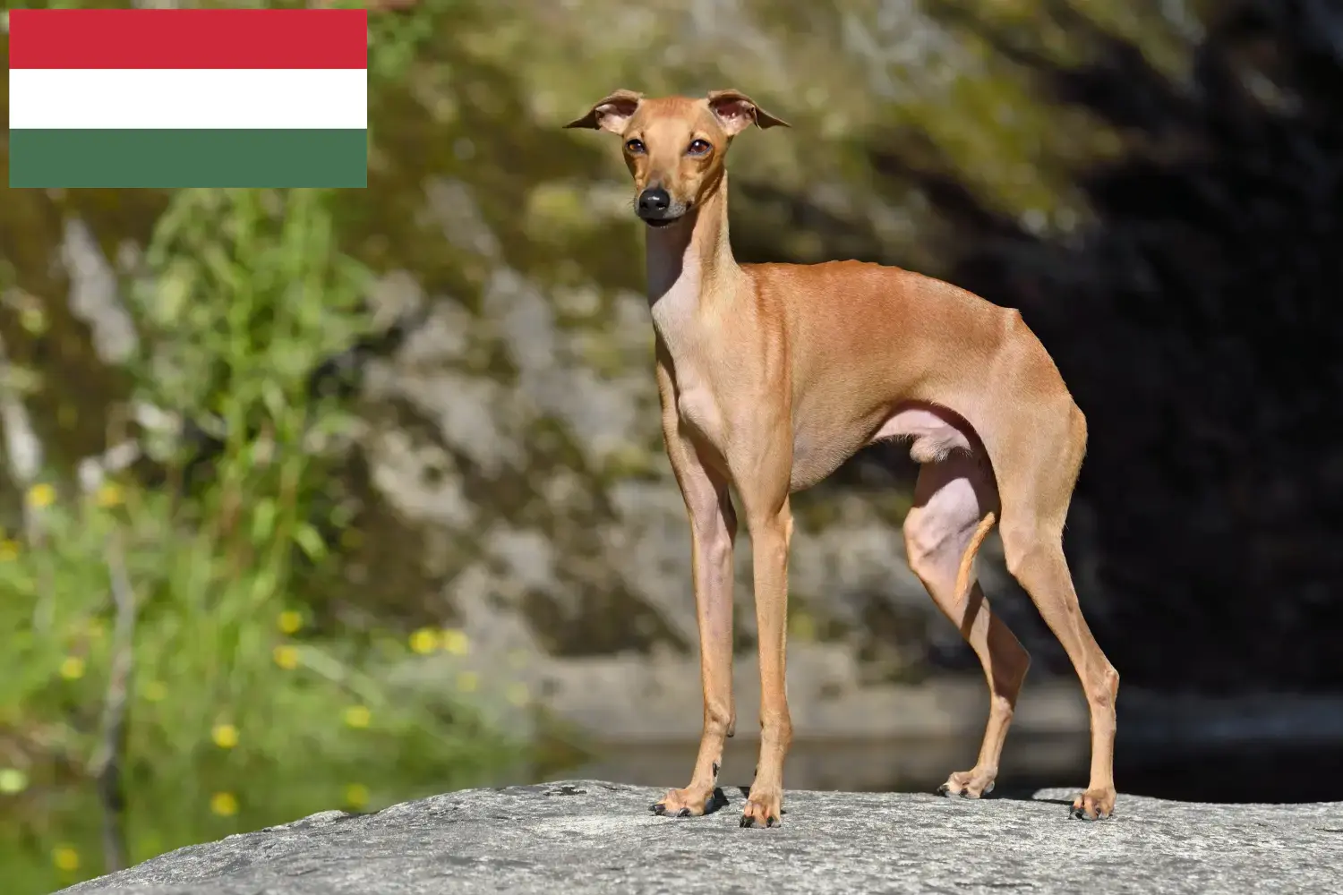 Read more about the article Włoscy hodowcy dzwonków wietrznych i szczenięta w Węgry
