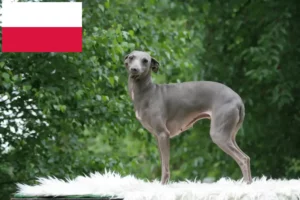 Read more about the article Włoski dzwonek wietrzny hodowcy i szczenięta w Polska