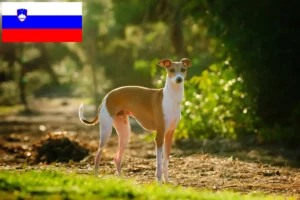 Read more about the article Włoscy hodowcy i szczenięta dzwonków wietrznych w Słowenia