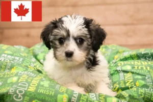 Read more about the article Yorkipoo hodowcy i szczenięta w Kanada
