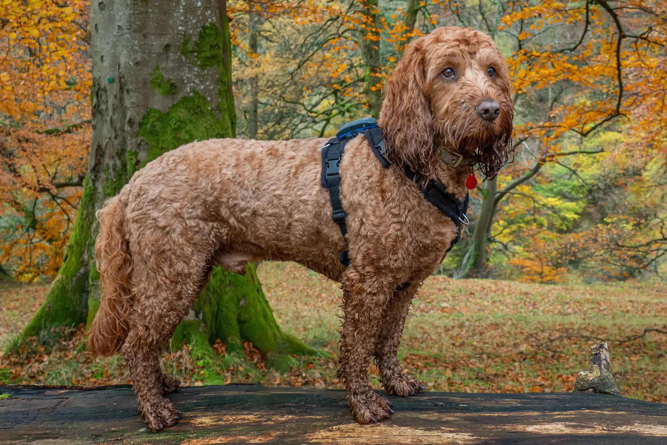 Read more about the article Hodowca Cockapoo