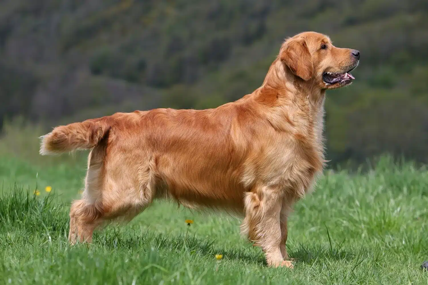 Golden Retriever szczenięta i hodowcy Tutaj możesz znaleźć hodowców Golden Retriever near you.
