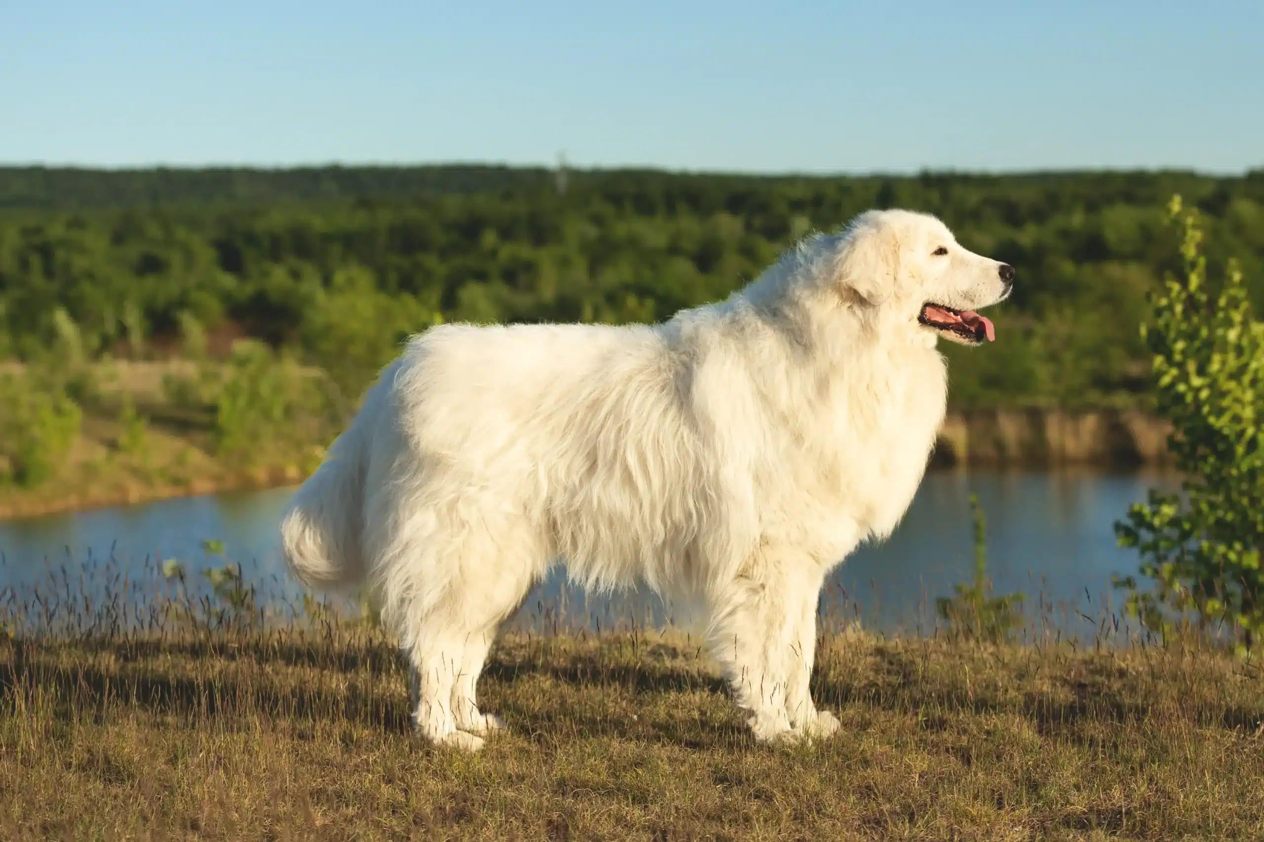 Read more about the article Hodowca owczarków maremma abruzyjskich