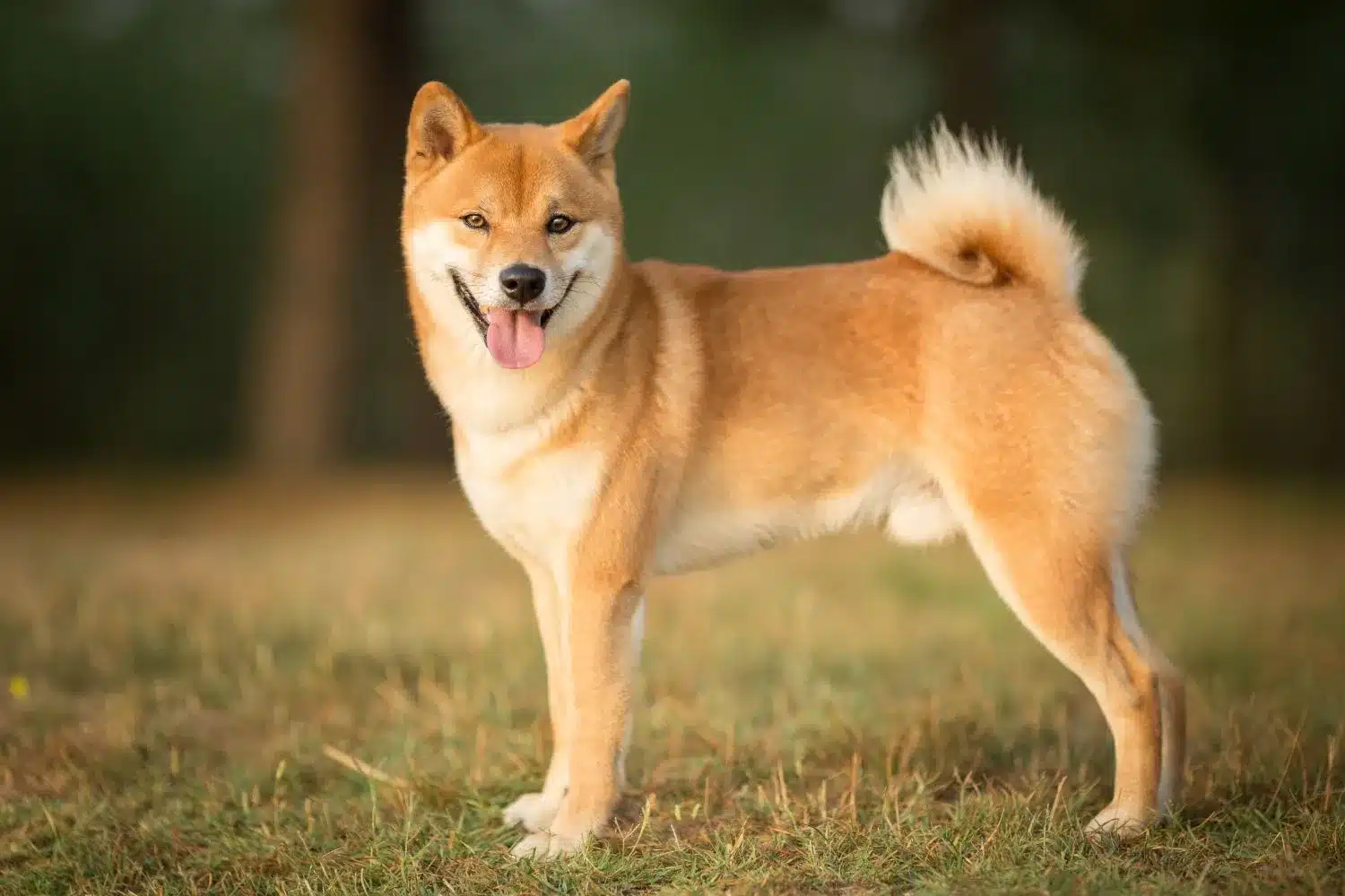 Szczenięta i hodowcy shiba Tutaj możesz znaleźć hodowców Shibas near you.