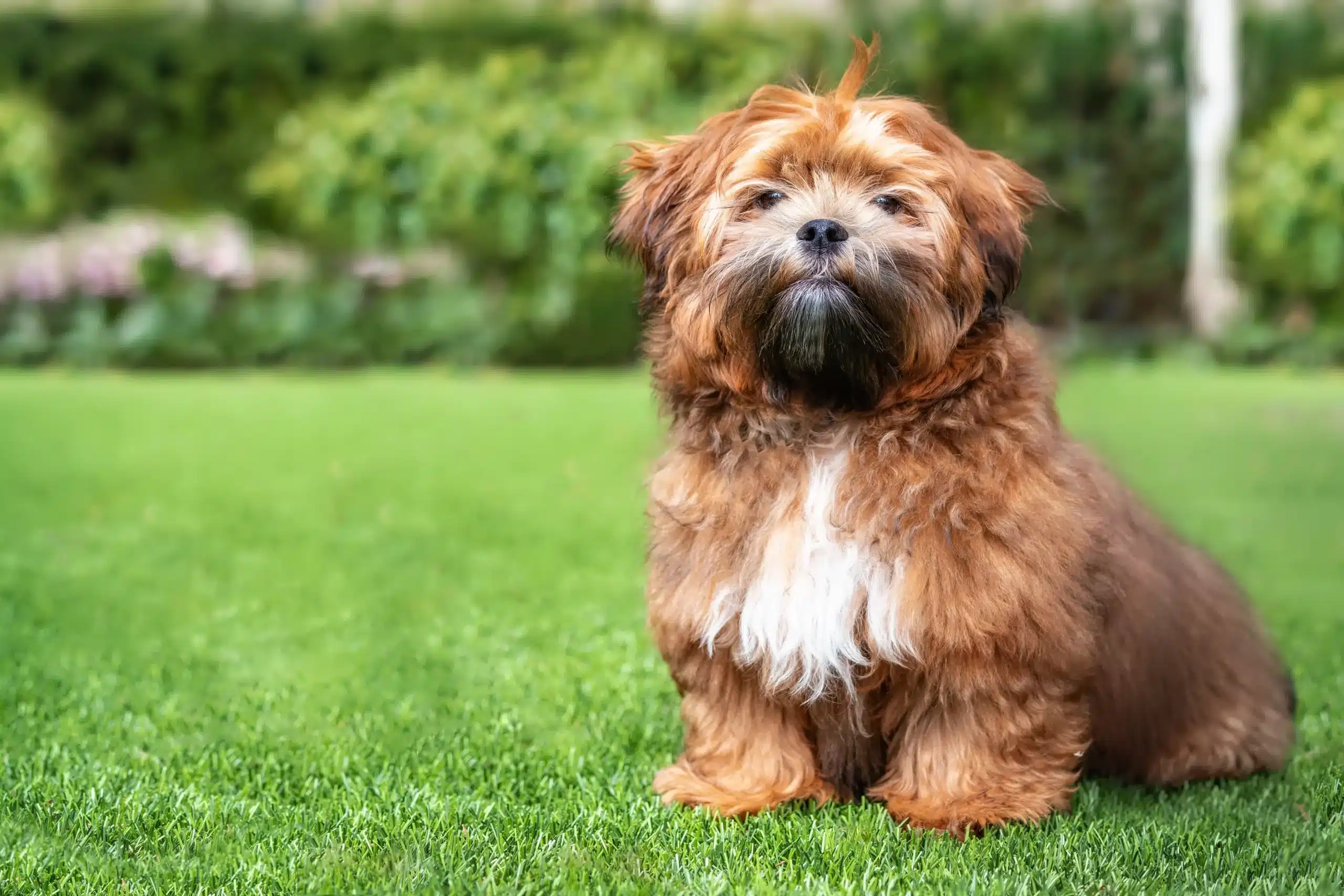 Read more about the article Hodowca Shichon