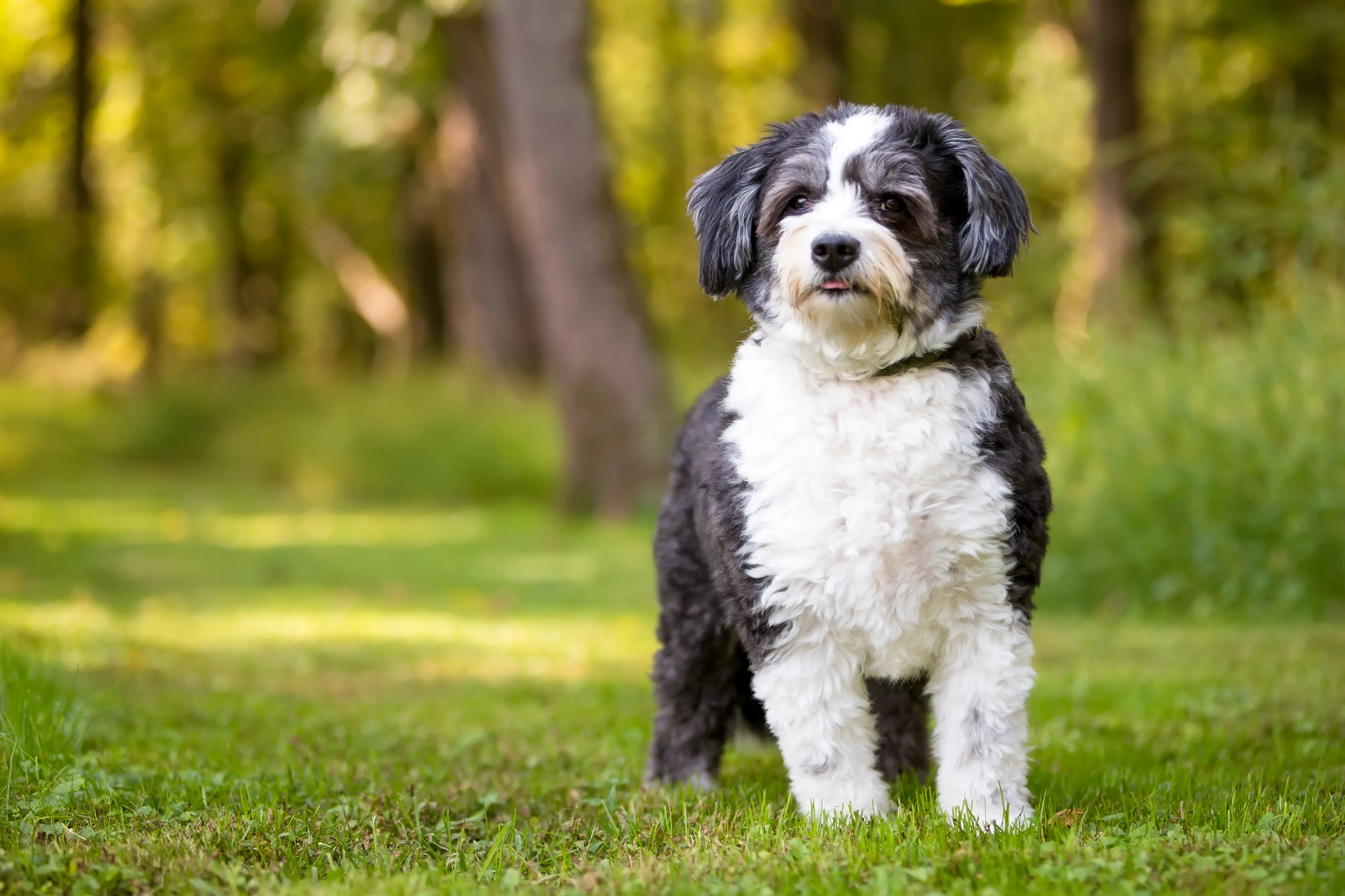 Szczenięta i hodowcy Shih-Poo Znajdź hodowców Shih-Poos near you.