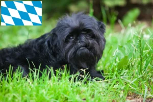 Read more about the article Hodowcy i szczenięta affenpinscher w Bawaria